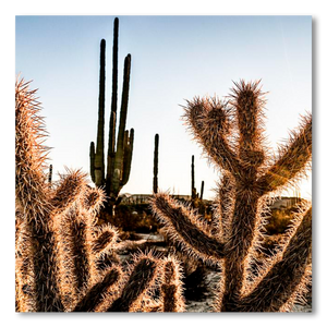 Amenecer en el desierto de Catavina