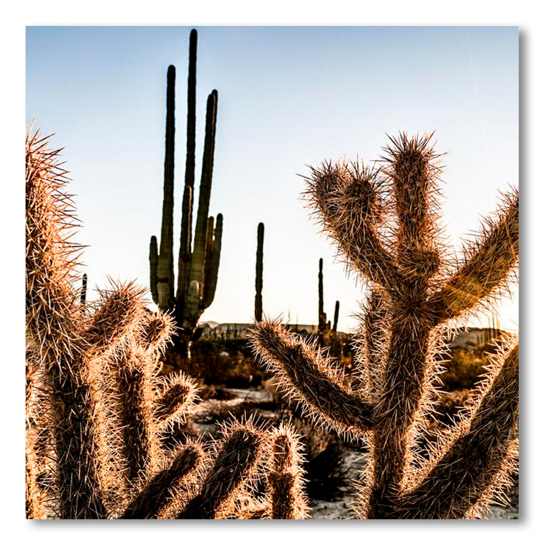 Amenecer en el desierto de Catavina