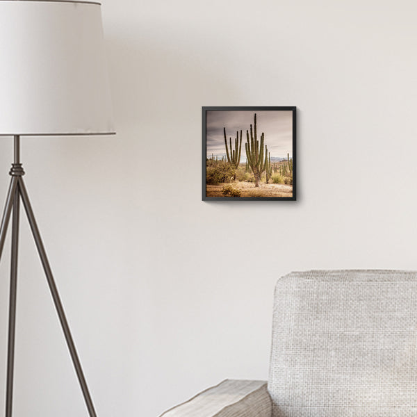 Print, Cardon en Loreto, Olimpio Fantuz, Baja California Gallery