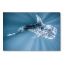 Load image into Gallery viewer, Tiburon Ballena #1