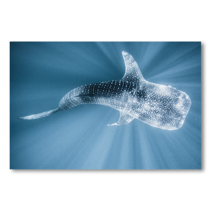 Tiburon Ballena #1