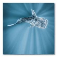 Load image into Gallery viewer, Tiburon Ballena #1