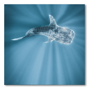 Tiburon Ballena #1