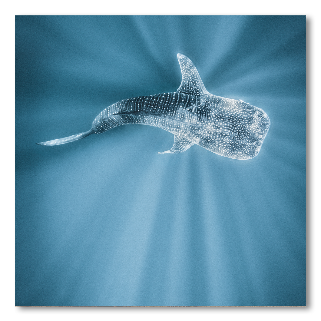 Tiburon Ballena #1