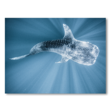 Load image into Gallery viewer, Tiburon Ballena #1