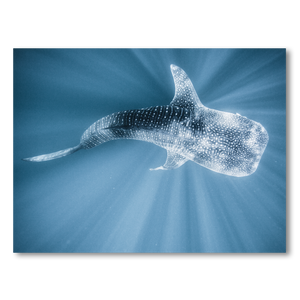 Tiburon Ballena #1