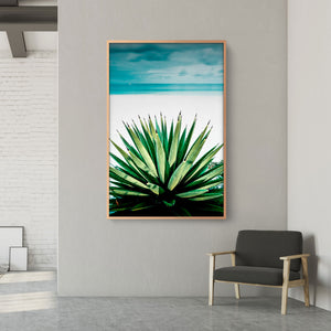 Agave