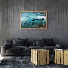 Load image into Gallery viewer, Los Lobos Marinos