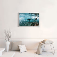 Load image into Gallery viewer, Los Lobos Marinos