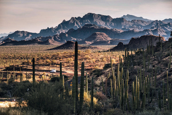 Transpeninsular Road Cactus, Giovanni Simeone, Baja California Gallery