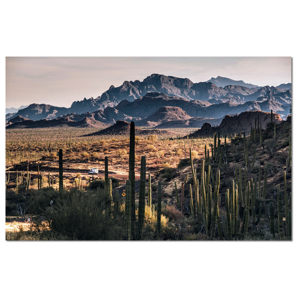 Transpeninsular Road Cactus, Giovanni Simeone, Baja California Gallery