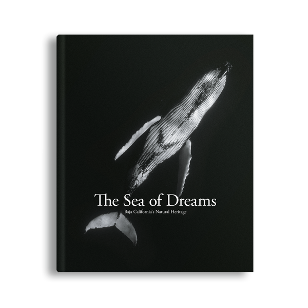 Sea of Dreams, Christopher Swann, Baja California Gallery, simebooks
