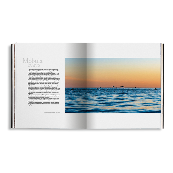 Sea of Dreams, Christopher Swann, Baja California Gallery, simebooks