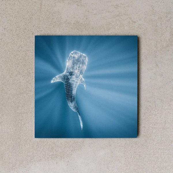 MiniWall - Squalo Balena
