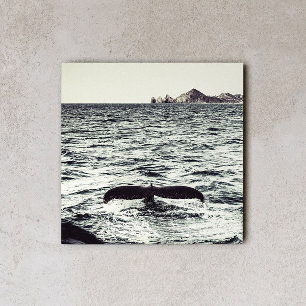 MiniWall - Cabo San Lucas, megattera