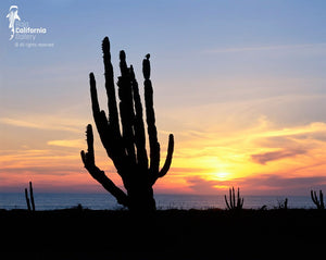 © BVH-00704417 | México/Baja California Sur