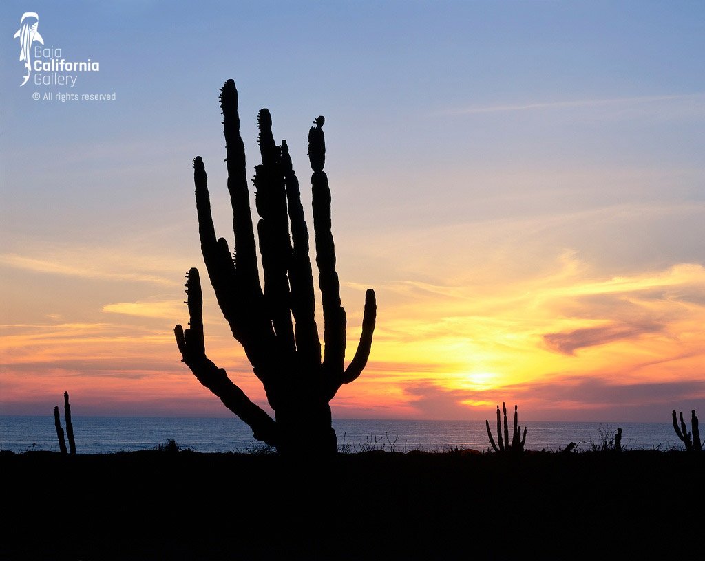 © BVH-00704417 | México/Baja California Sur