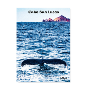 Cabo San Lucas, Whale