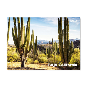 The Giant cactus