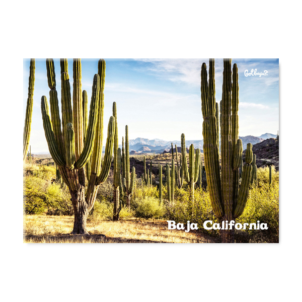 The Giant cactus