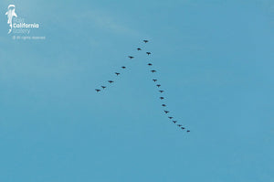 © MIL_Z711_136 | Flock of birds in flight