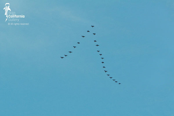© MIL_Z711_136 | Flock of birds in flight