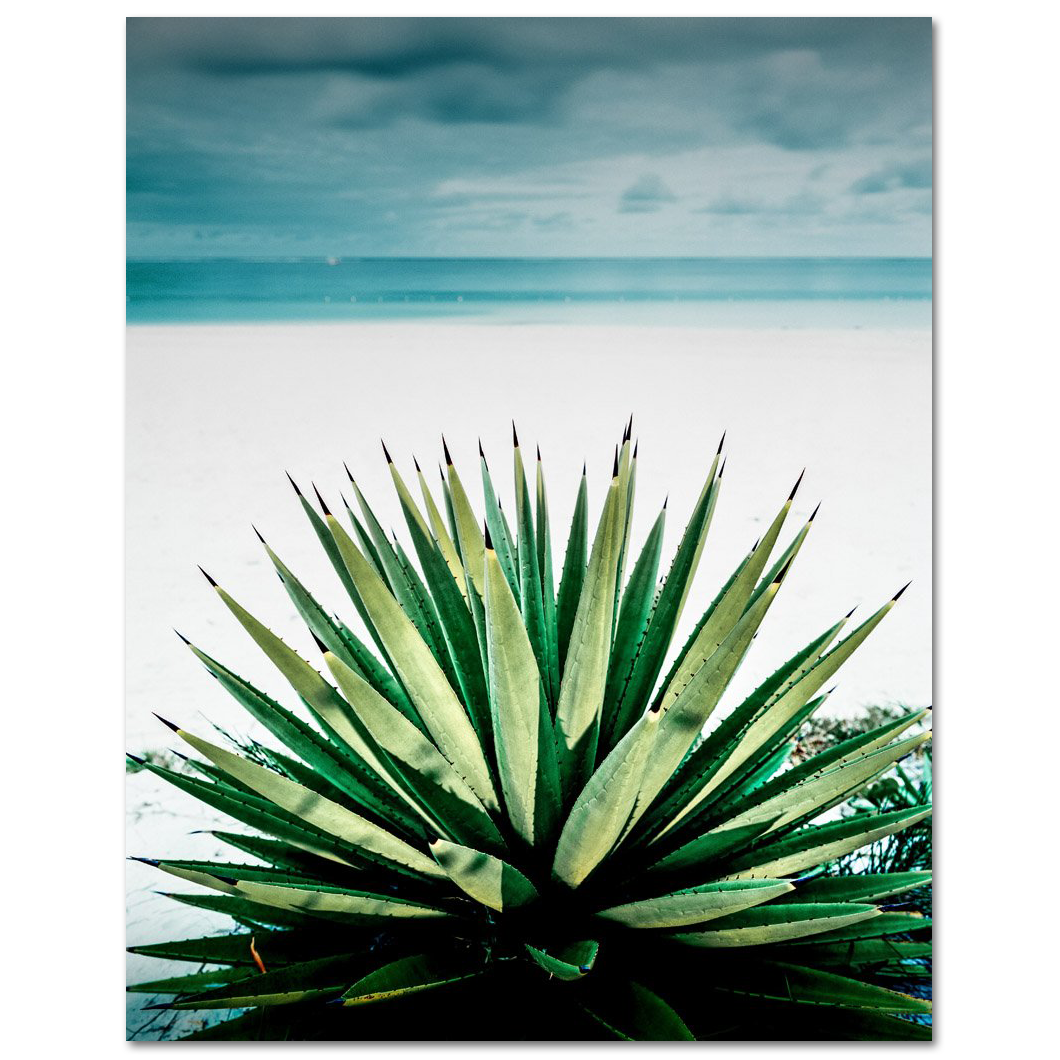 Agave