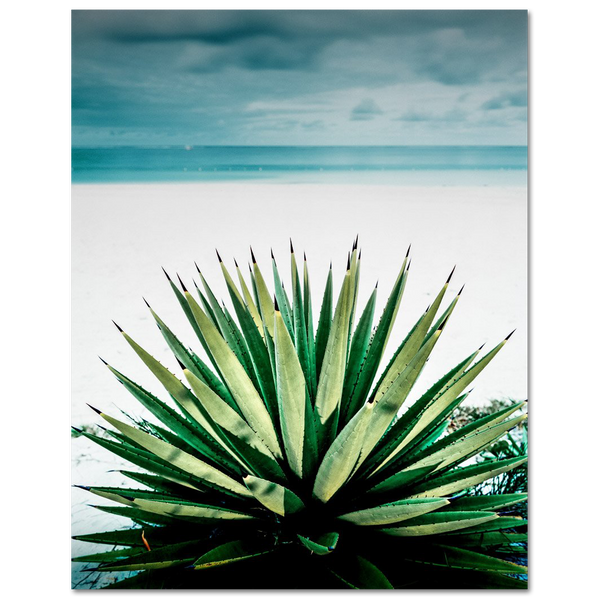 Agave