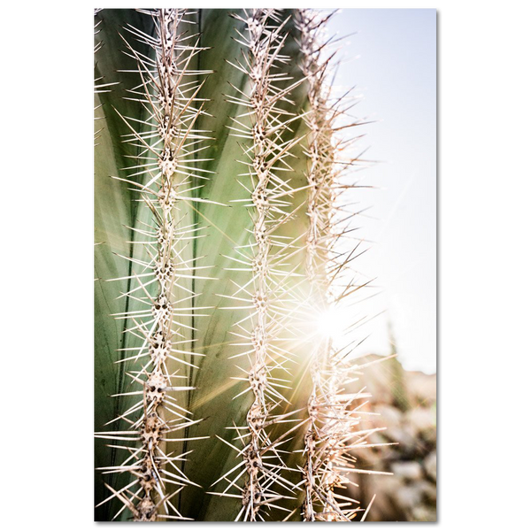 Espinadas en el desierto de Catavina