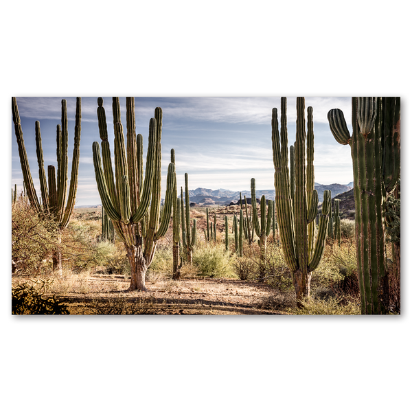 Bosque de cardones en Loreto #2