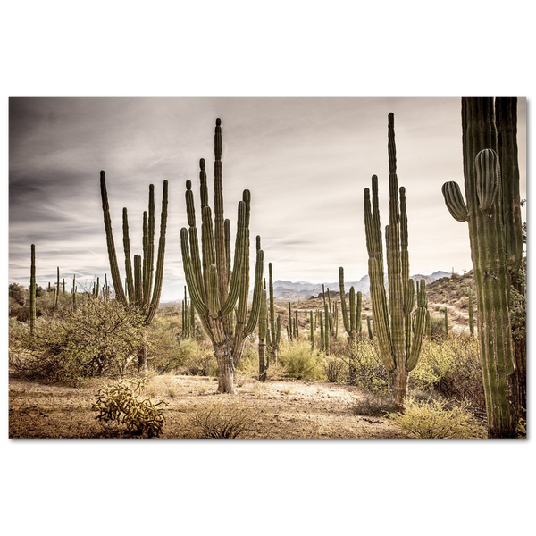 Bosque de cardones en Loreto #1