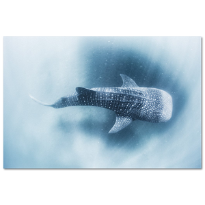 Tiburon Ballena #2