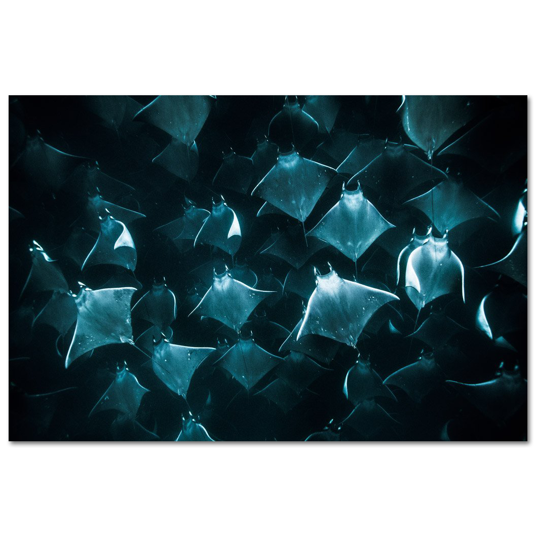 Mantarrayas #1