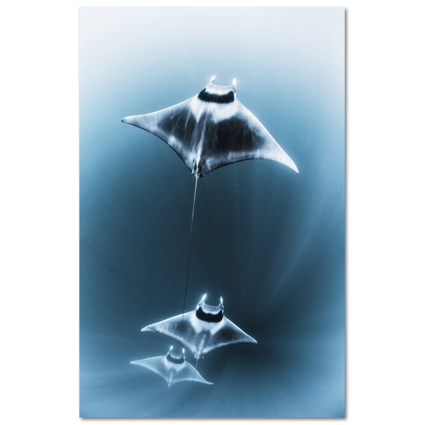 Mantarrayas #2