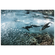 Load image into Gallery viewer, Los Lobos Marinos