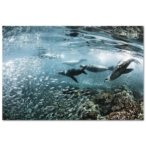 Los Lobos Marinos