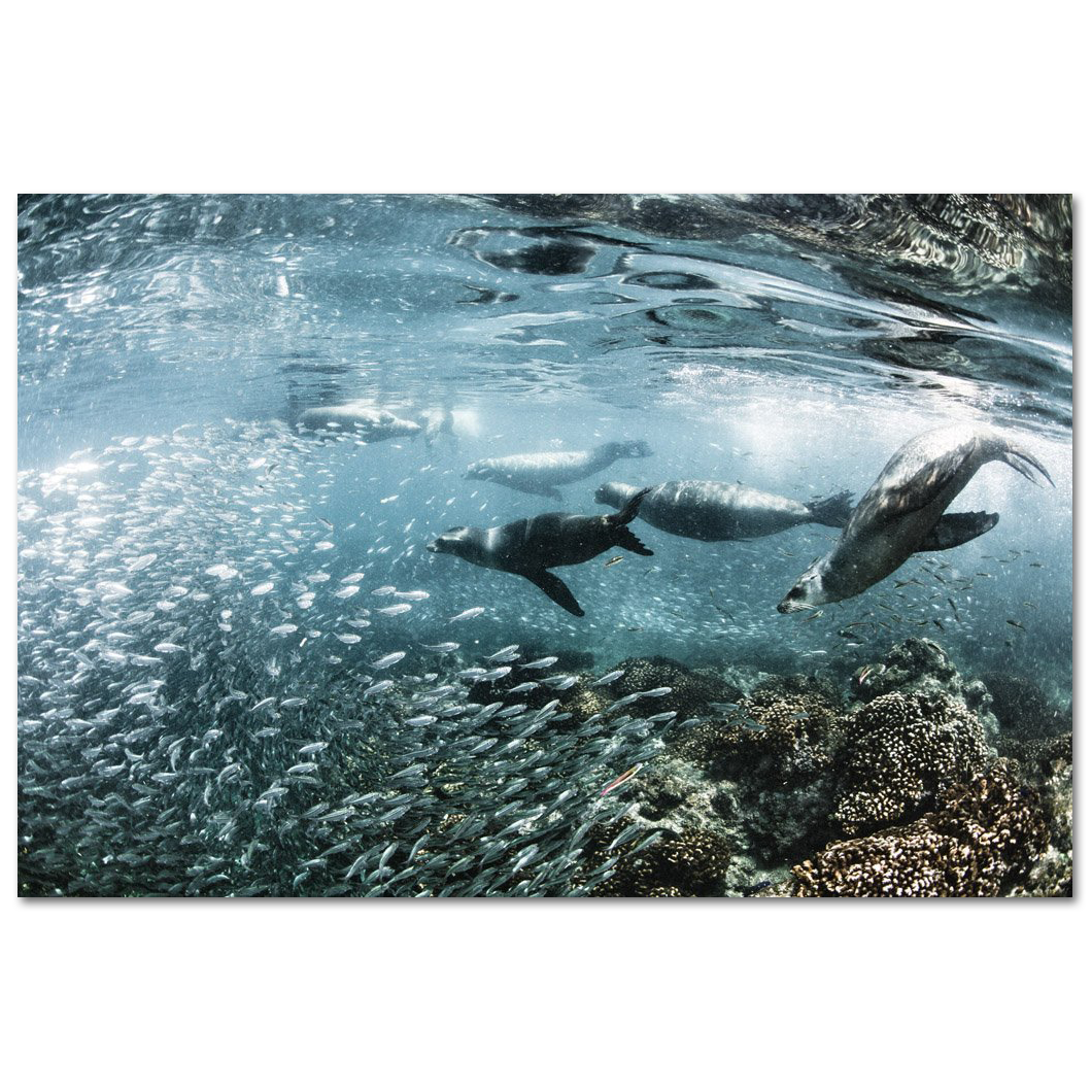 Los Lobos Marinos