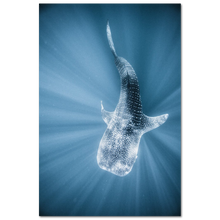 Load image into Gallery viewer, Tiburon Ballena #1