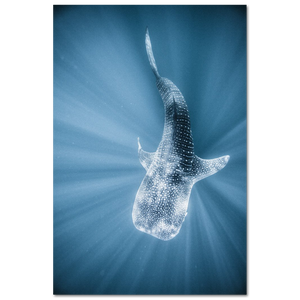 Tiburon Ballena #1
