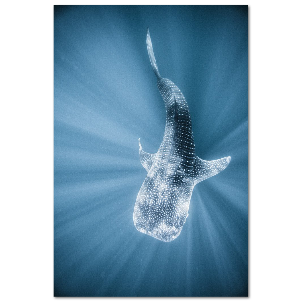 Tiburon Ballena #1