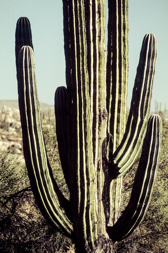 © SIM-415976 | México/Baja California