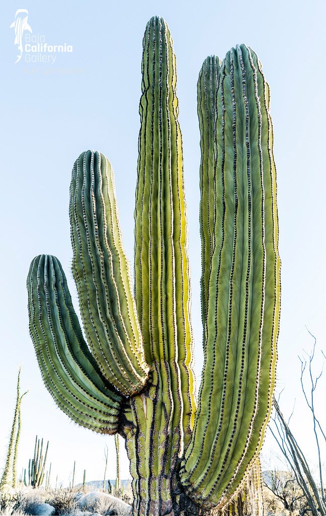 © SIM-490251 | Mexico/Baja California