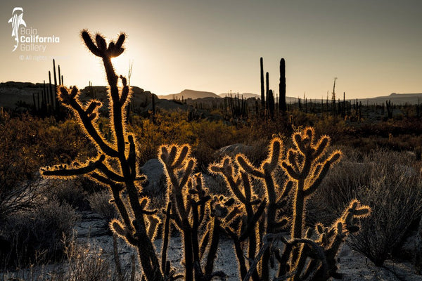 © SIM-490252 | Mexico/Baja California
