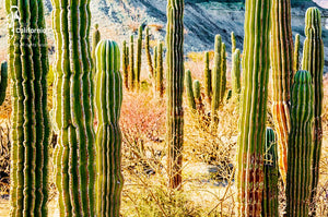 © SIM-512550 | Mexico/Baja California Sur, La Paz