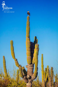 © SIM-512574 | Mexico/Baja California Sur, Loreto