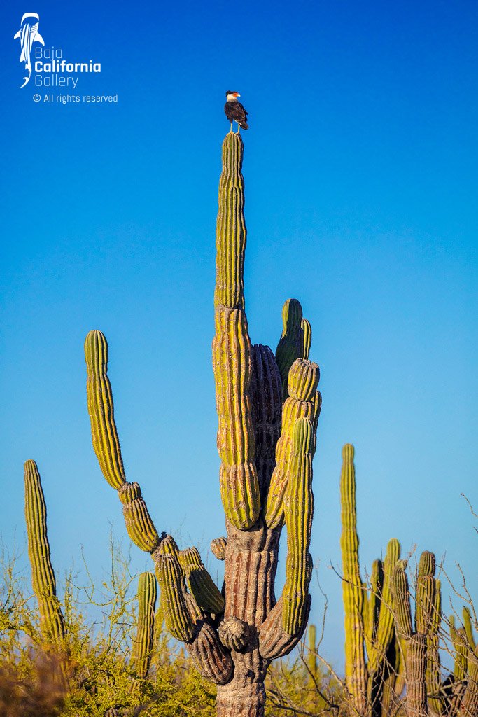 © SIM-512574 | Mexico/Baja California Sur, Loreto