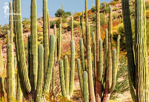 © SIM-512575 | Mexico/Baja California Sur, Loreto