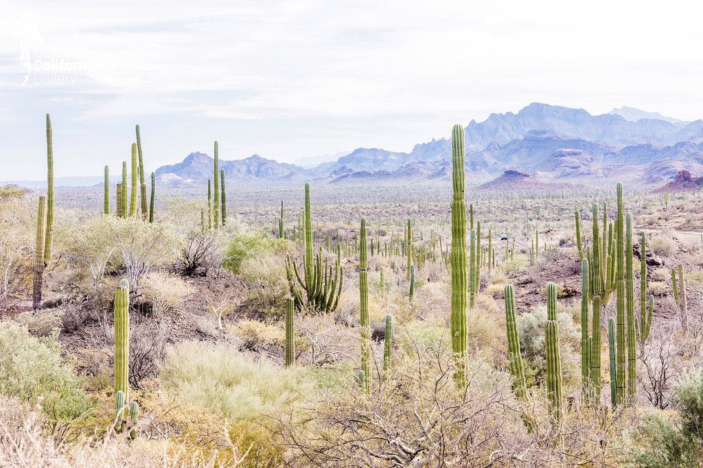 © SIM-512577 | Mexico/Baja California Sur, Loreto
