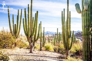 © SIM-512590 | Mexico/Baja California Sur, Loreto