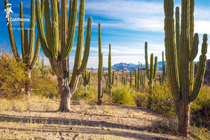 © SIM-512591 | Mexico/Baja California Sur, Loreto